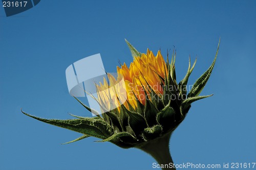 Image of Sunflower but