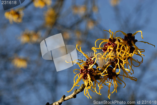 Image of Witch-hazel