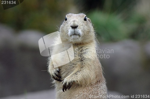 Image of Prairiedog 1