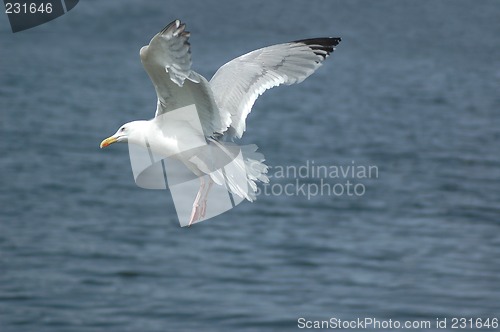 Image of Seagull