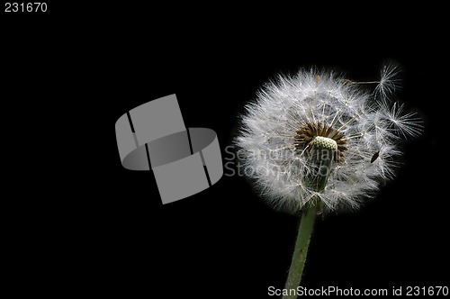 Image of Dandelion with fluffy seed