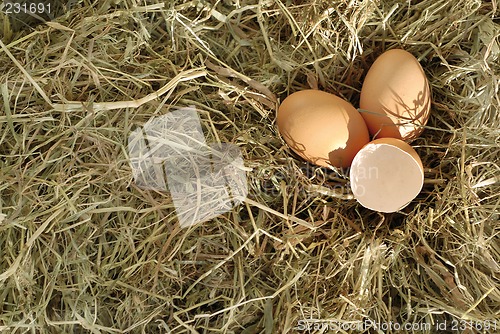 Image of eggs in hay