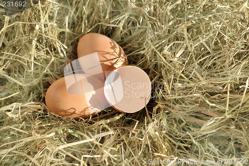 Image of three eggs in the hay 2