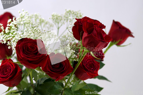 Image of Beautiful Red Rose