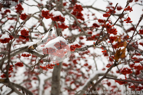 Image of Ashberry under snow