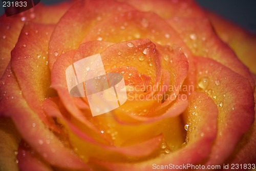 Image of Dewy rose