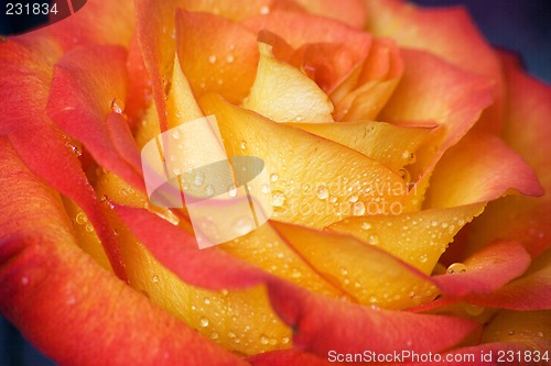 Image of Dewy rose