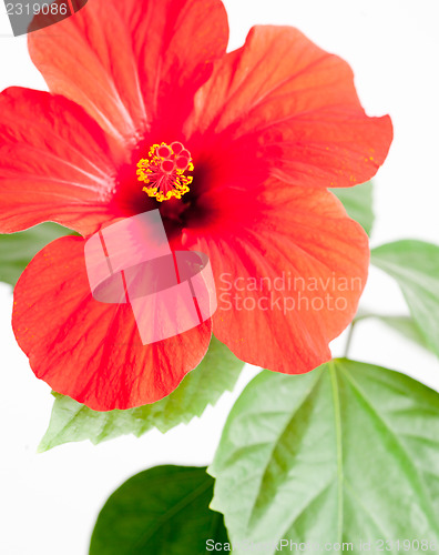Image of Red hibiscus flower