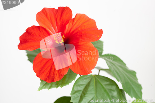 Image of Red hibiscus flower