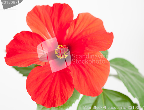 Image of Red hibiscus flower