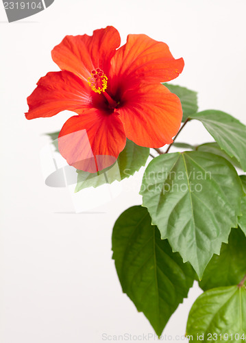 Image of Red hibiscus flower