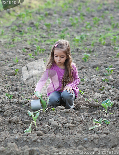 Image of Watering the vegetable patch