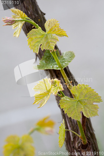 Image of Grapes in spring