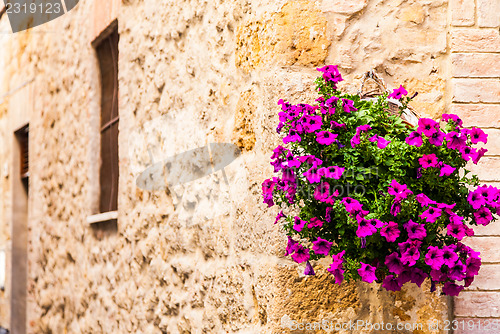 Image of Tuscan flowers