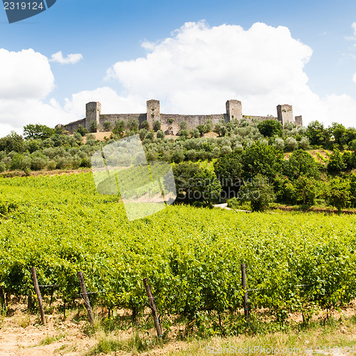 Image of Wineyard in Tuscany