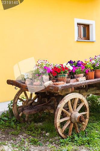 Image of Tuscany flowers