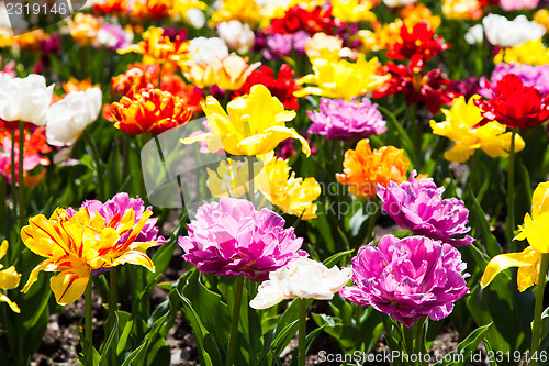 Image of Tulips garden