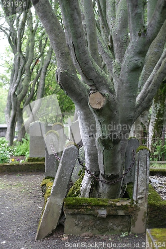 Image of Tree in grave
