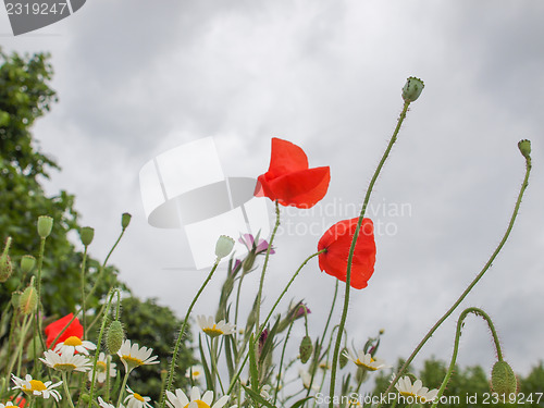 Image of Papaver flower