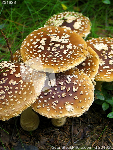 Image of Six mushrooms standing together in a forrest
