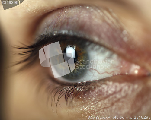 Image of Green eye