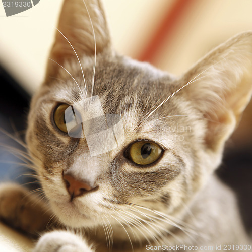 Image of Gray young cat.