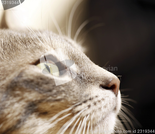 Image of Gray young cat.