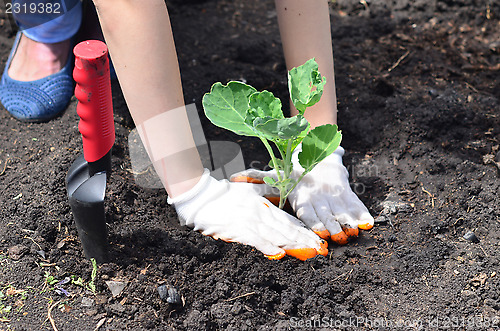 Image of gardening