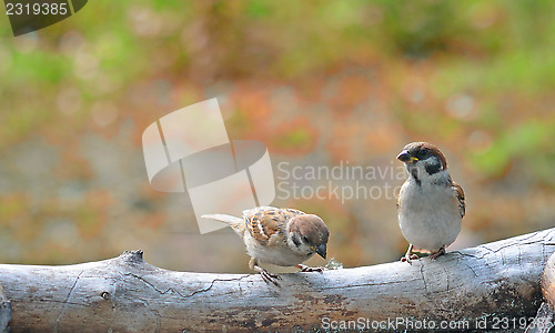 Image of sparrows
