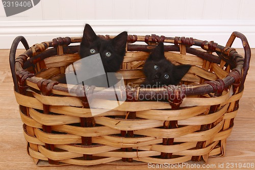 Image of Curious Kittens Inside a Basket on White