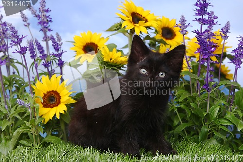 Image of Cute Black Kitten in the Garden With Sunflowers and Salvia