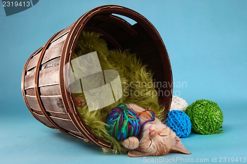 Image of Little Orange Tabby Kitten in Studio