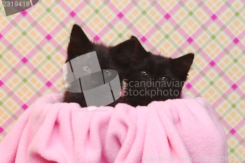 Image of Cute Black Kittens on Pink Pretty Background