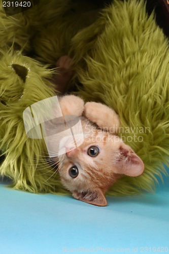Image of Little Orange Tabby Kitten in Studio