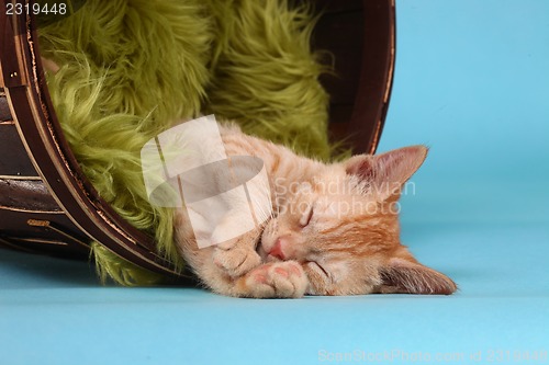 Image of Little Orange Tabby Kitten in Studio