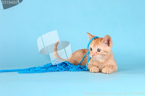 Image of Little Orange Tabby Kitten in Studio