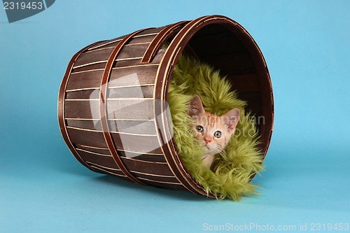 Image of Little Orange Tabby Kitten in Studio