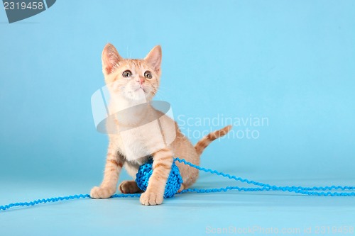 Image of Little Orange Tabby Kitten in Studio