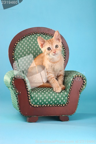 Image of Little Orange Tabby Kitten in Studio