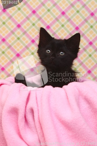 Image of Curious Kitten on a Pink Soft Background
