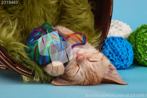 Image of Little Orange Tabby Kitten in Studio