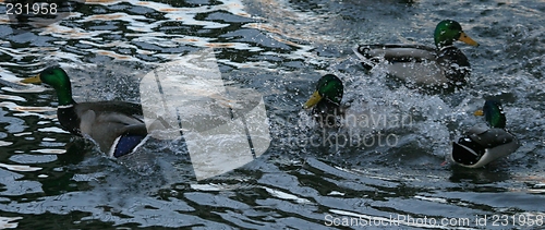 Image of Ducks fighting