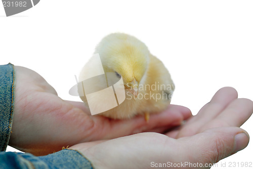 Image of fluffy baby chicken
