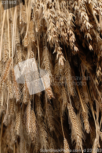 Image of wheat hanging to dry