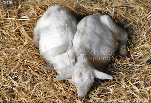 Image of two young goats