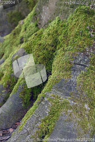 Image of roots of tree