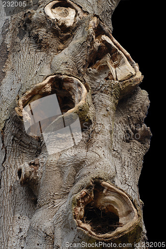 Image of trunk with holes