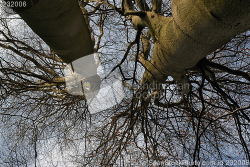 Image of big trees