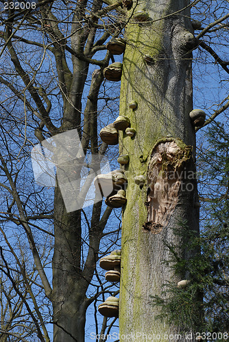 Image of mushroom in tree