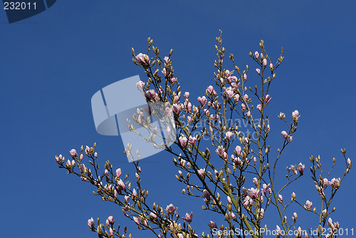 Image of magnoliatree